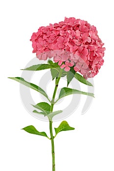 Hydrangea macrophylla flower isolated on white