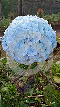 Hydrangea macrophylla flowers are also called beautiful and unique bokor