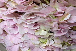 Hydrangea macrophylla-Fresh cut flowers