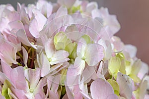 Hydrangea macrophylla-Fresh cut flowers