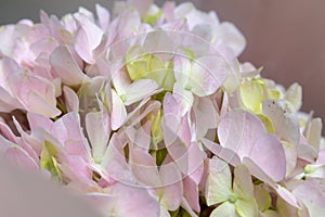 Hydrangea macrophylla-Fresh cut flowers