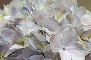 Hydrangea macrophylla-Fresh cut flowers