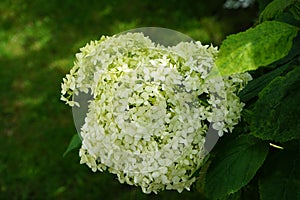 Hydrangea macrophylla in the garden. Berlin, Germany