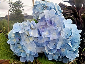 Hydrangea macrophylla has large, round flowers with an attractive soft color, namely the blue color