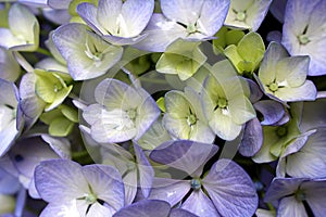 Hydrangea macrophylla Hortensia