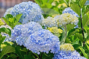 Hydrangea macrophylla or Hortensia flower - blue cultivar