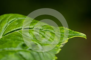 Hydrangea macrophylla hortensia flower leaf