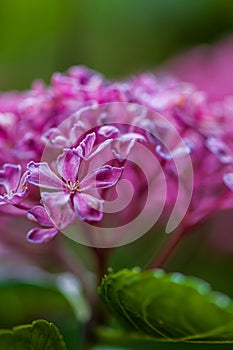 Hydrangea macrophylla hortensia flower old purple blossom.NEF