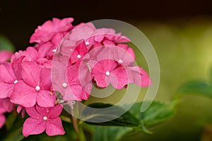 Hydrangea macrophylla hortensia flower pink blossom.NEF