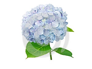 Hydrangea macrophylla or hortensia light blue flower and green leaves branch isolated on white
