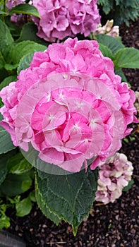 hydrangea macrophylla