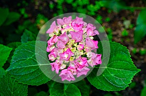 Hydrangea macrophylla - inflorescence with pink flowers and large green leaves photo