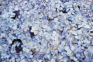 Hydrangea macrophylla photo