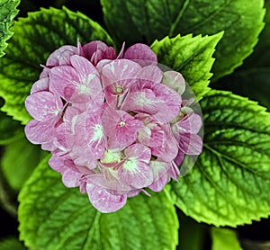 Hydrangea macrophylla known as bigleaf, French or mophead hydrangea, penny mac and hortensia photo