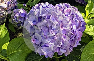 Hydrangea macrophylla known as bigleaf, French or mophead hydrangea, penny mac and hortensia photo