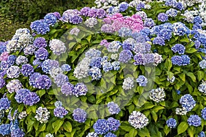 Hydrangea Macrophylla `La Marne` photo