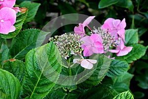 Hydrangea macrophylla Lacecap Pink