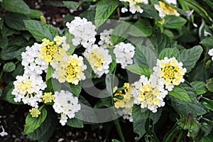 Hydrangea Macrophylla Madame Emile Mouillere in the Butchart Garden