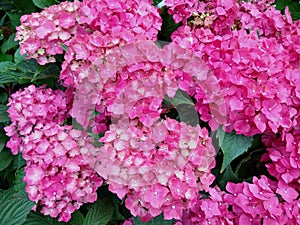 Hydrangea macrophylla `Maman`