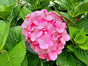 Hydrangea macrophylla `Maman`