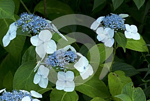 Hydrangea macrophylla Mariesii photo