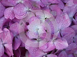 Hydrangea macrophylla (mophead hydrangea)