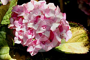 Hydrangea macrophylla, Mophead photo