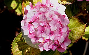 Hydrangea macrophylla, Mophead photo