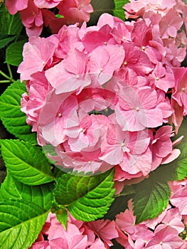 Hydrangea macrophylla pink hortensia closeup