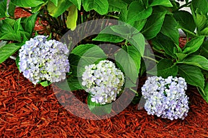 Hydrangea Macrophylla Plant photo