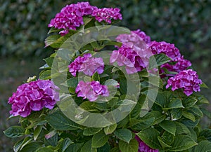 Hydrangea macrophylla with purple flowers in garden