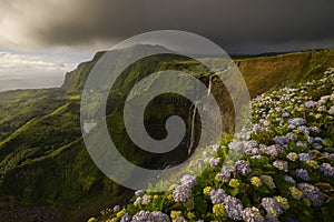 Hydrangea macrophylla and the Ribeira Grande waterfall photo