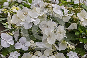 Hydrangea macrophylla Runaway Bride, an abundance of snowy-white lacecap flowers