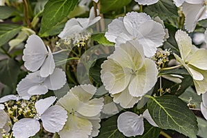 Hydrangea macrophylla Runaway Bride, an abundance of snowy-white lacecap flowers