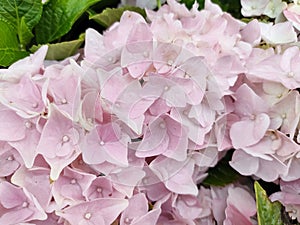 Hydrangea macrophylla 'Soft Pink Salsa'