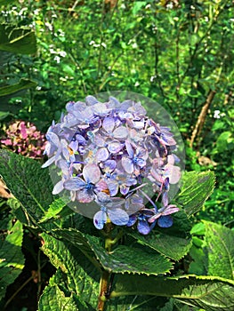 Hydrangea macrophylla Thunb. Ser. with color is bright purple photo