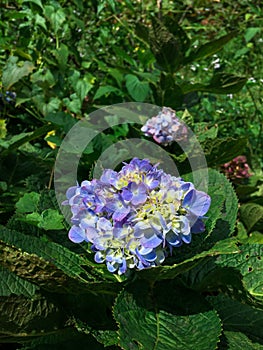 Hydrangea macrophylla Thunb. Ser. with color is purple. photo