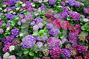 Hydrangea macrophylla (Thunb.) Ser. Flower in Garden photo