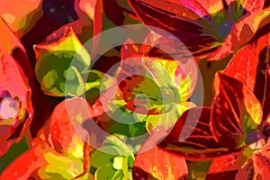 Hydrangea Magical - abstract