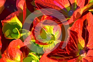 Hydrangea Magical - abstract