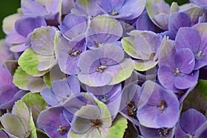 Hydrangea Magical