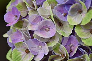 Hydrangea Magical
