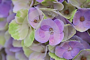 Hydrangea Magical