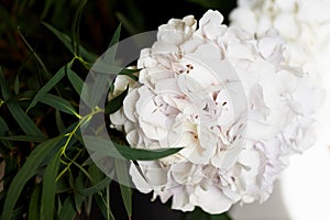 Hydrangea with one bunch of white flowers and big green leaves for a natural background