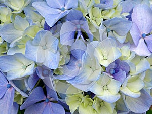 Hydrangea Flowers, Subtle Blue and Yellow Petals