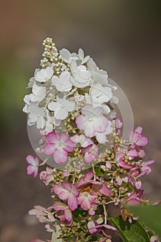 Hydrangea paniculata blossoms - vanilla fraise