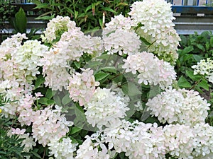 Hydrangea paniculata Bombshell in the garden photo