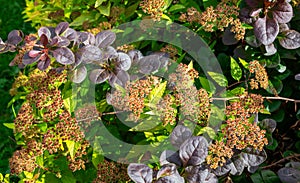 Hydrangea paniculata Bush on an autumn day