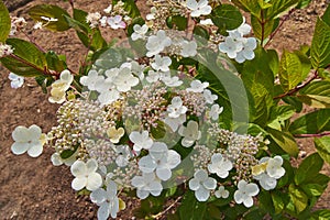 Hydrangea paniculata Early Sensation in the garden. Tender white flowers