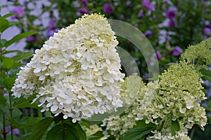 Hydrangea, Hydrangea paniculata photo